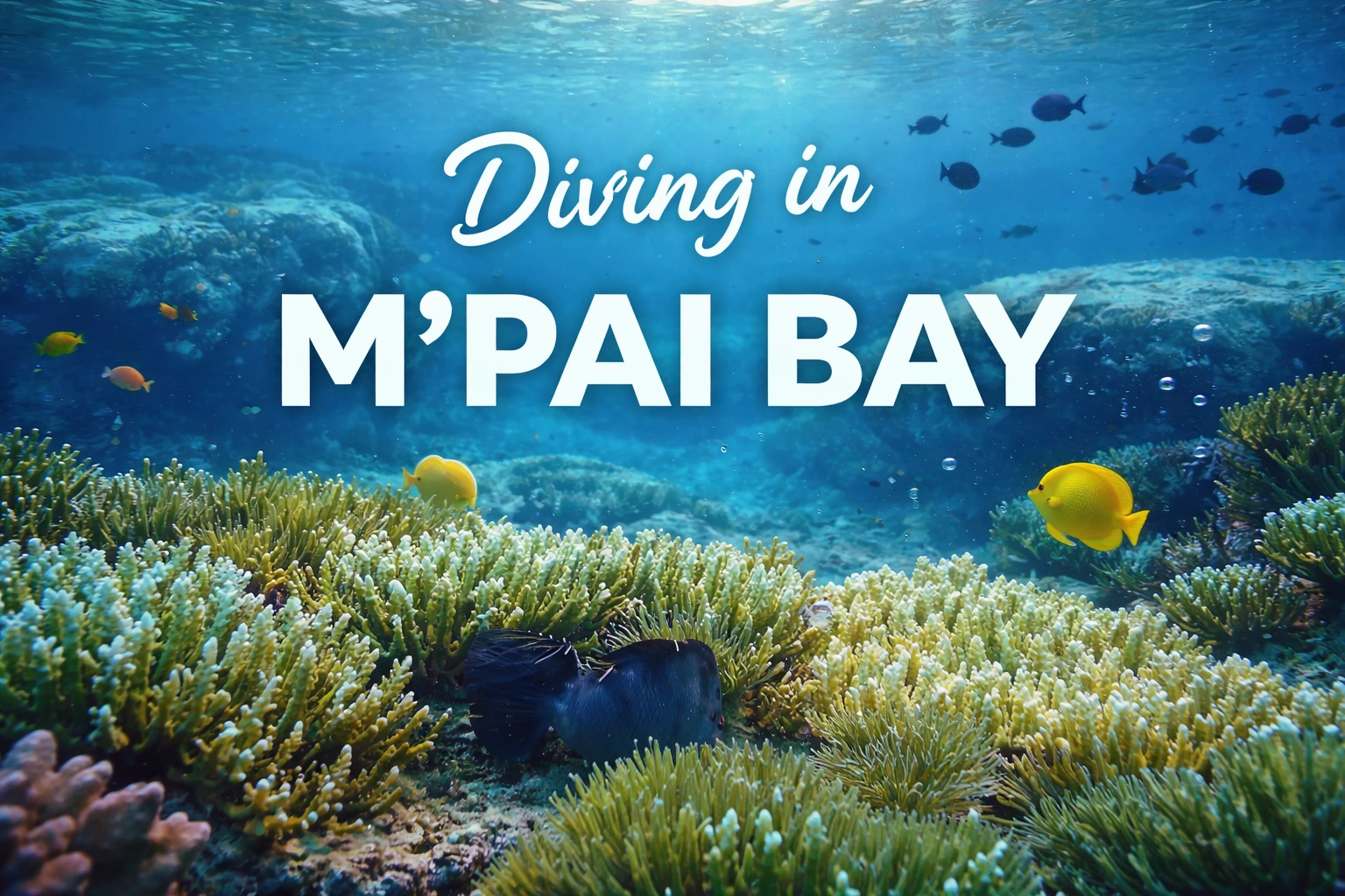 Discover the Hidden Diving Paradise of M’Pai Bay