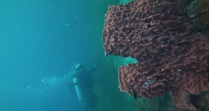 Diving   Kohrong Sanloem (24)