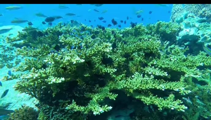 Under Water Life