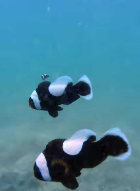 How Cute They Are