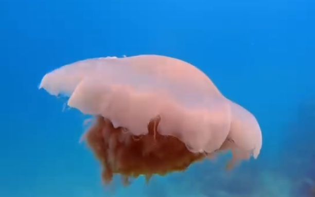 Jelly Fish