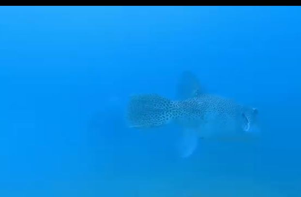 Be Careful With This Fish - Its gonna bite You