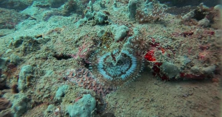 Diving   Kohrong Sanloem (5)