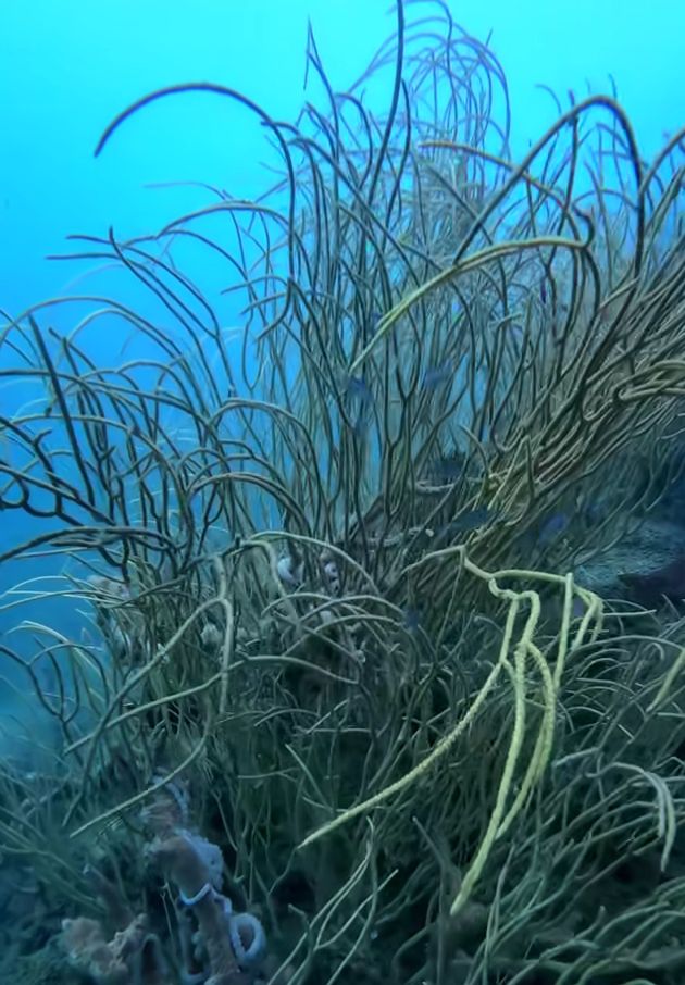 Grasssss But Not On The Land   It Is Under Sea