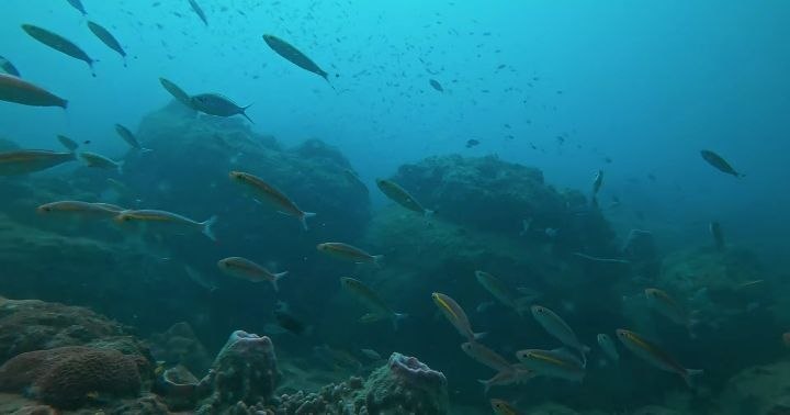 Diving   Kohrong Sanloem (7)