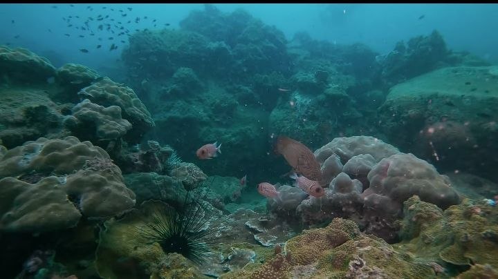 Diving   Kohrong Sanloem (6)
