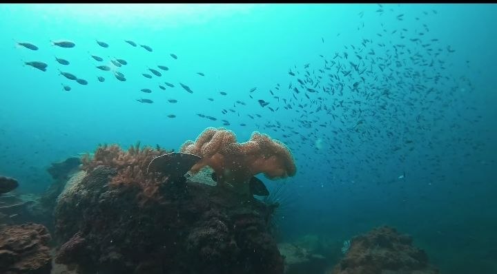 Diving   Kohrong Sanloem (16)