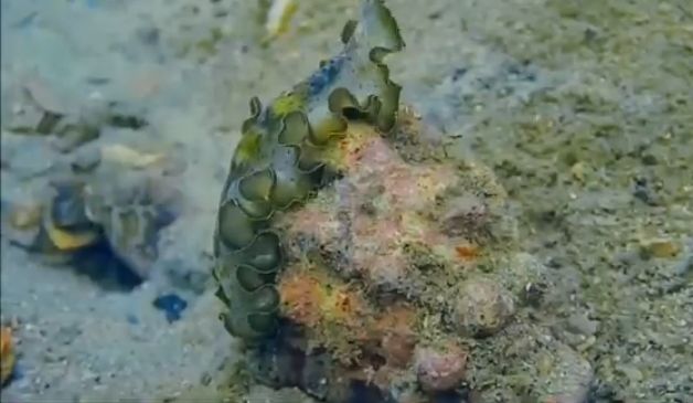 Under The Sea