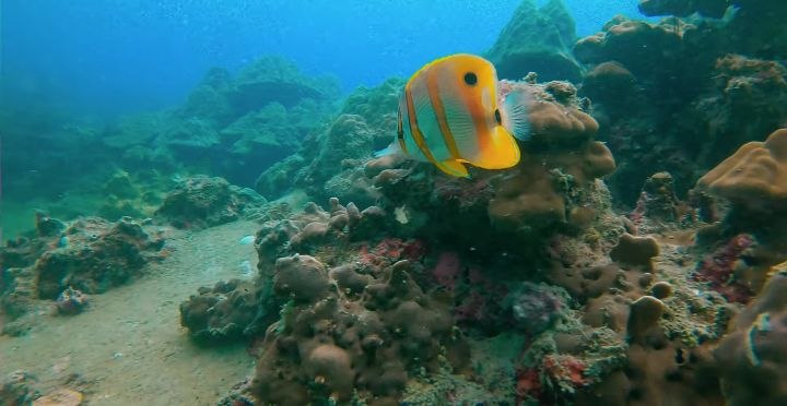 Diving   Kohrong Sanloem (10)