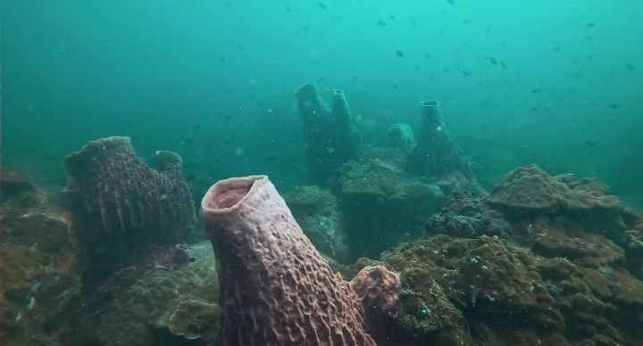 Diving   Kohrong Sanloem (21)