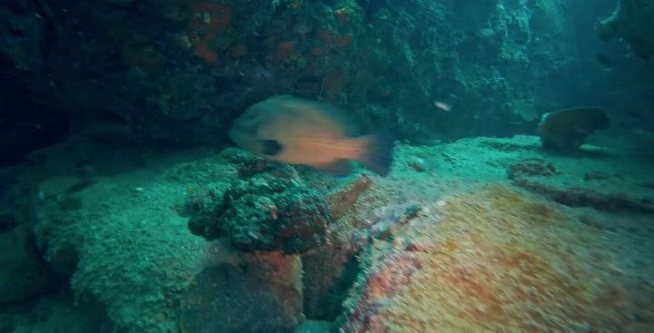 Diving   Kohrong Sanloem (17)