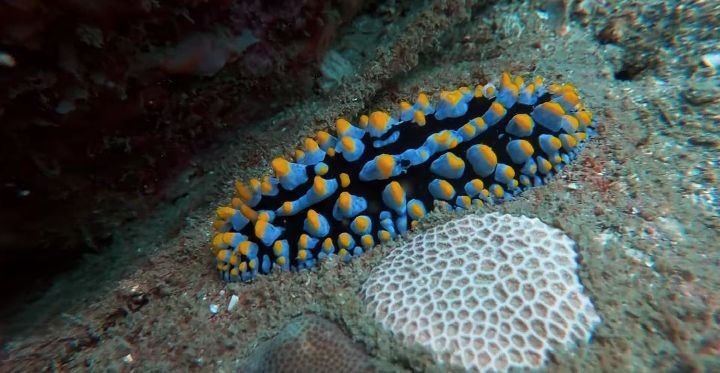 Diving   Kohrong Sanloem (26)