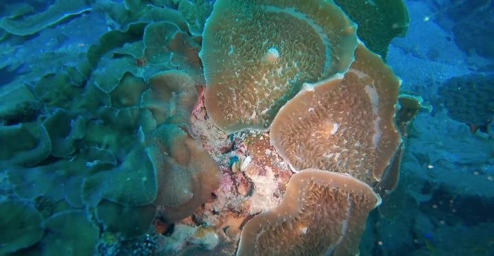 Diving   Kohrong Sanloem (19)