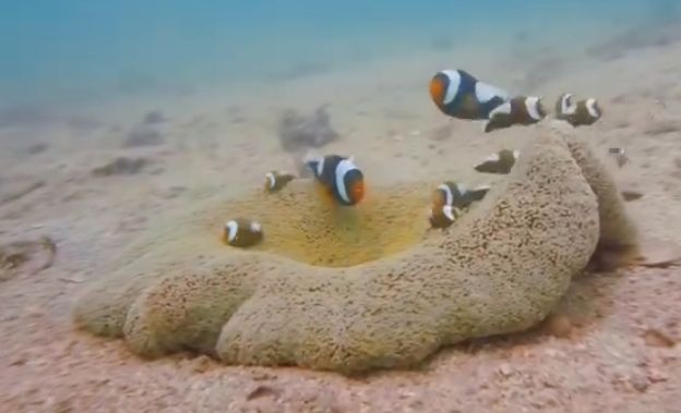 Colorful Fish Family