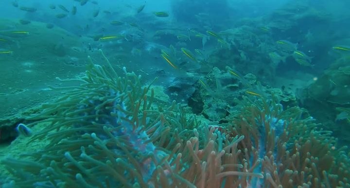 Diving   Kohrong Sanloem (13)