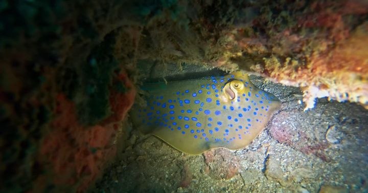 Diving   Kohrong Sanloem (14)