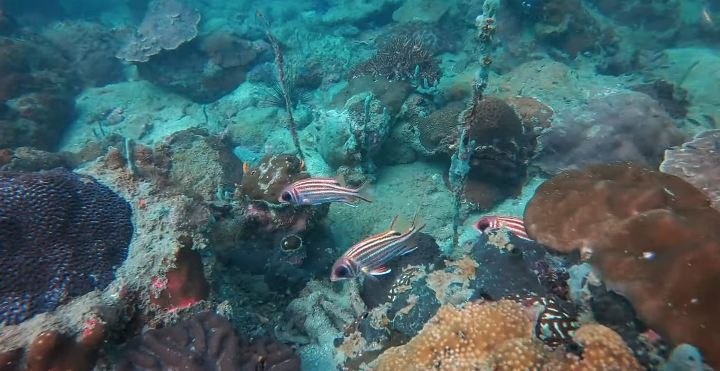 Diving   Kohrong Sanloem (1)