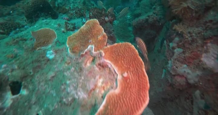 Diving   Kohrong Sanloem (28)