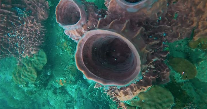 Diving   Kohrong Sanloem (20)