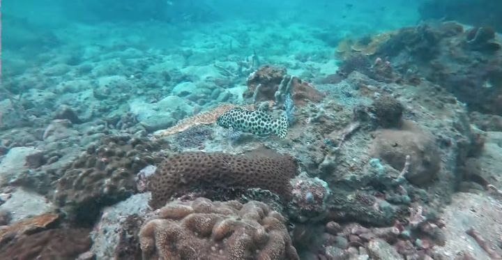 Diving   Kohrong Sanloem (25)