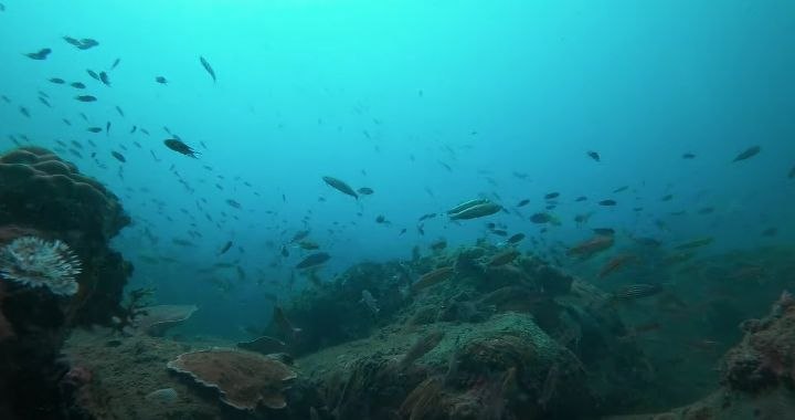 Diving   Kohrong Sanloem (11)