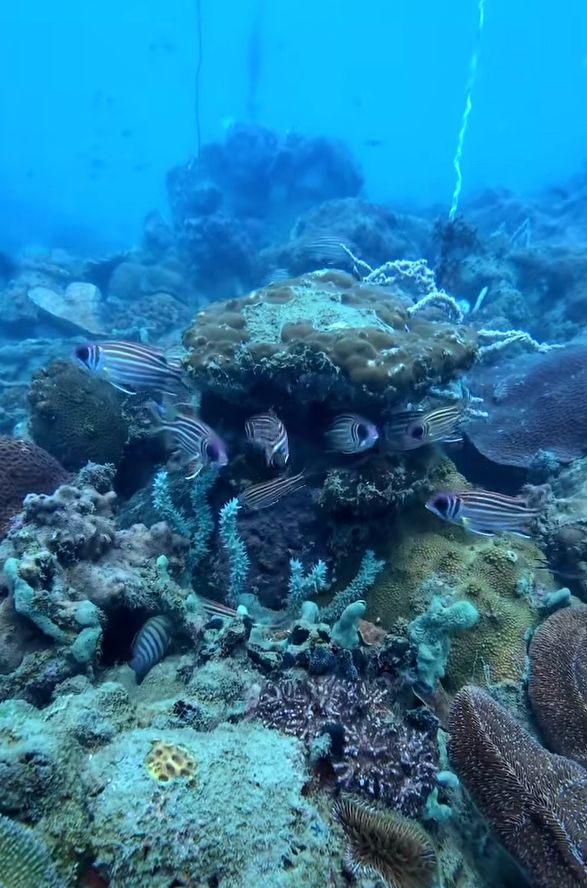 fish