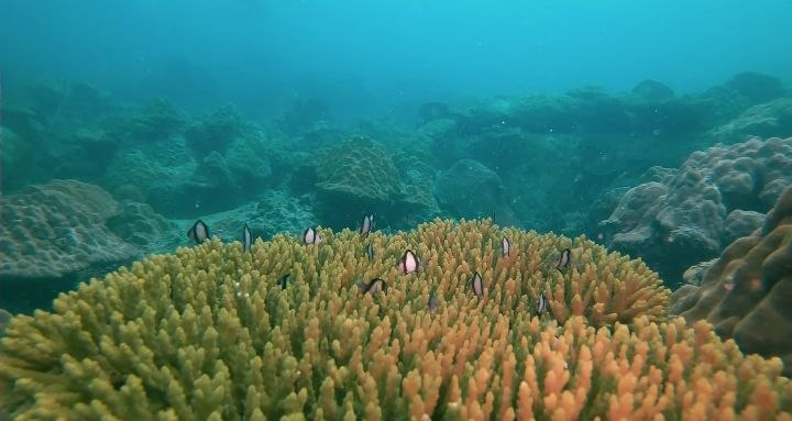 Diving   Kohrong Sanloem (8)