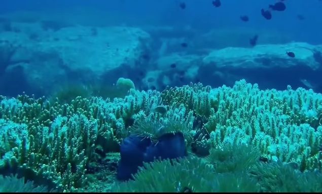 Lives Under Water