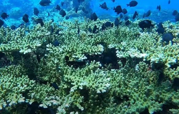 Life Under Water