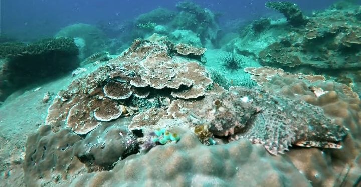 Diving   Kohrong Sanloem (27)